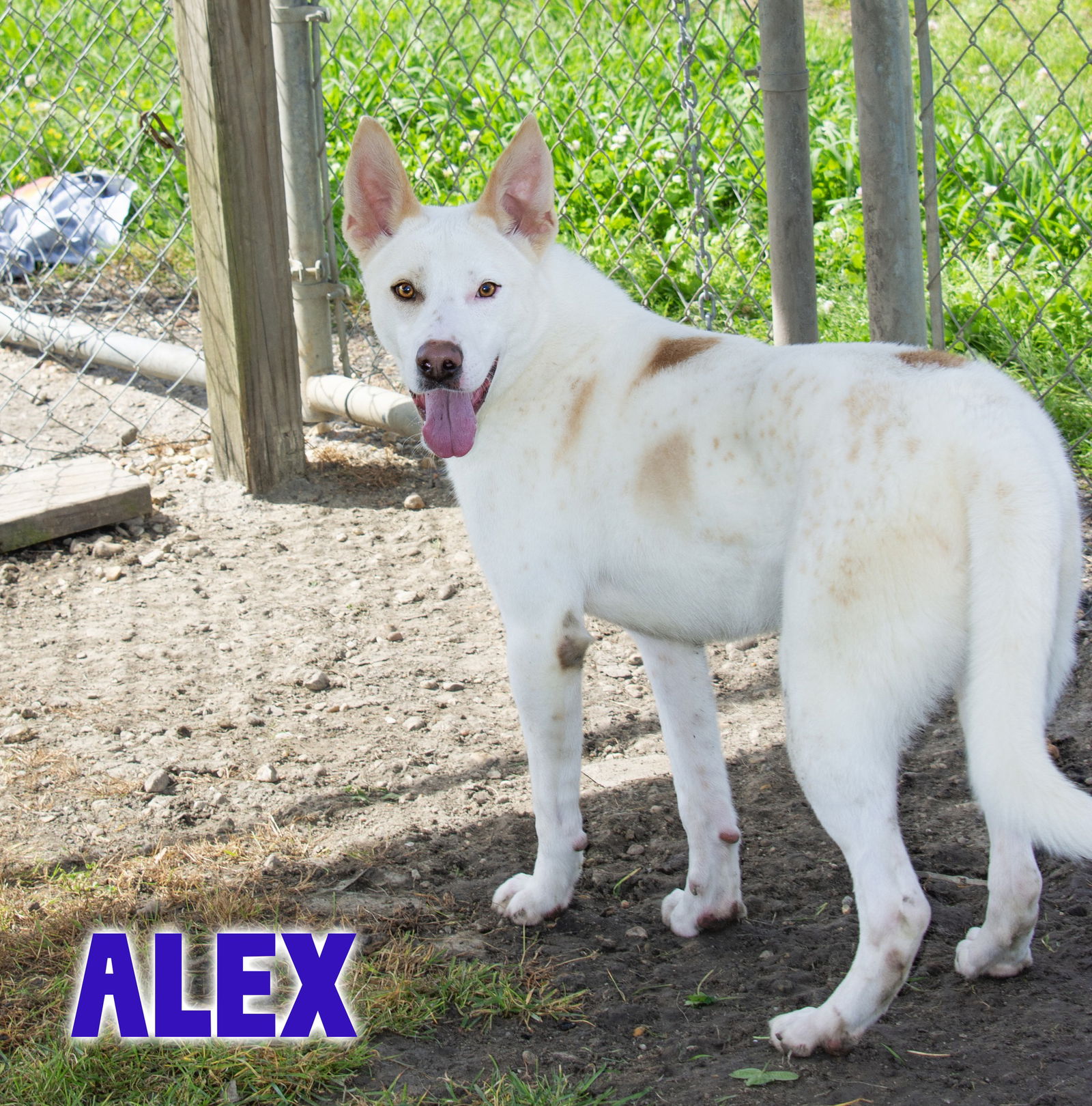 adoptable Dog in Livingston, LA named Alex