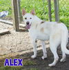 adoptable Dog in , LA named Alex