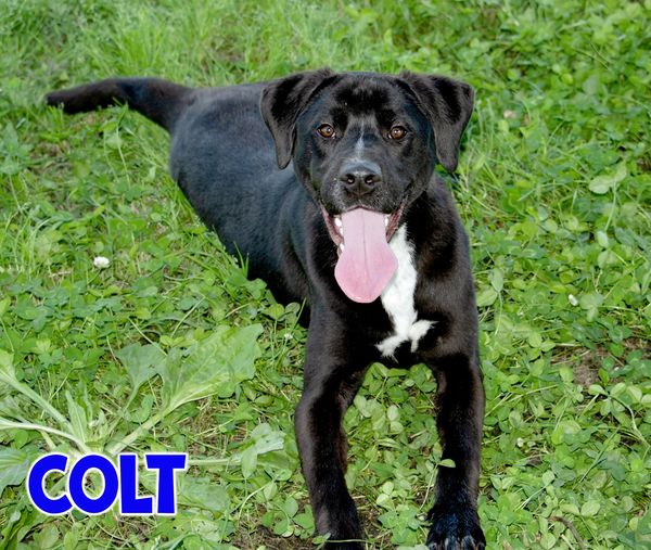 adoptable Dog in Livingston, LA named Colt