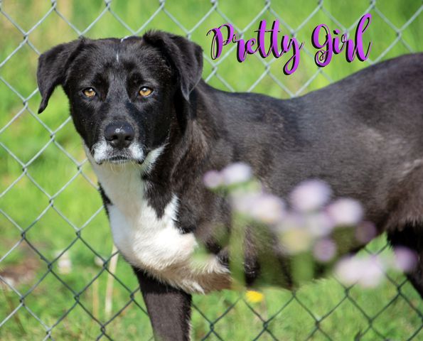 adoptable Dog in Livingston, LA named Pretty Girl