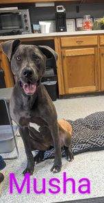 adoptable Dog in Livingston, LA named Mushua