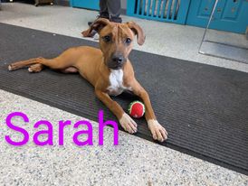 adoptable Dog in Livingston, LA named Sarah