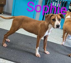 adoptable Dog in Livingston, LA named Sophie