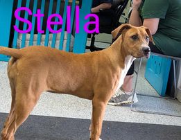 adoptable Dog in Livingston, LA named Stella