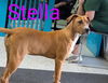 adoptable Dog in  named Stella