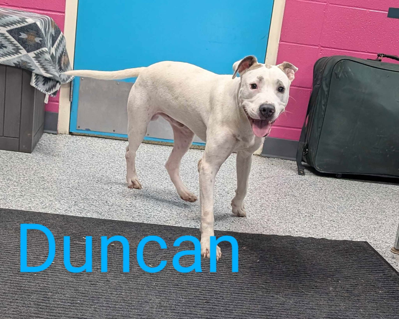 adoptable Dog in Livingston, LA named Duncan