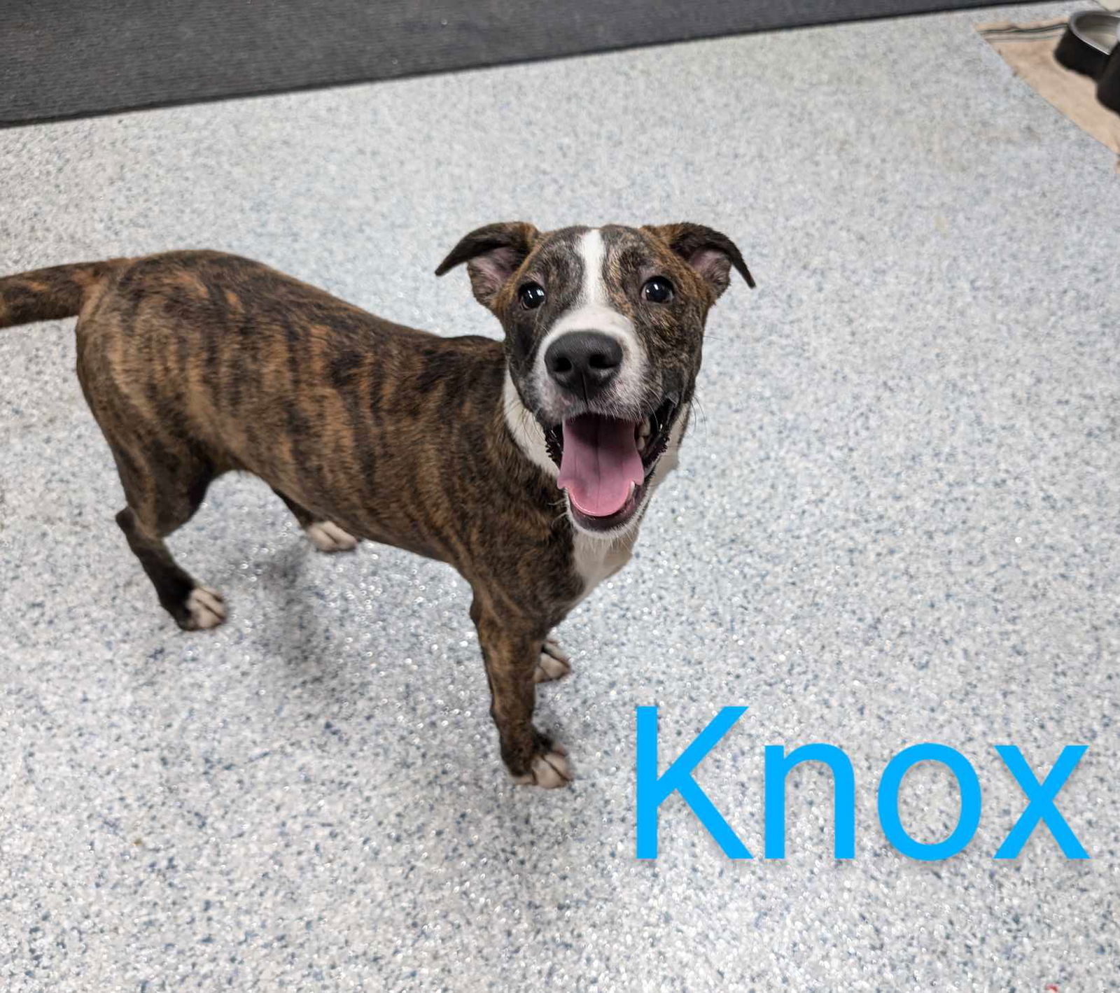 adoptable Dog in Livingston, LA named Knox