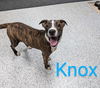 adoptable Dog in  named Knox