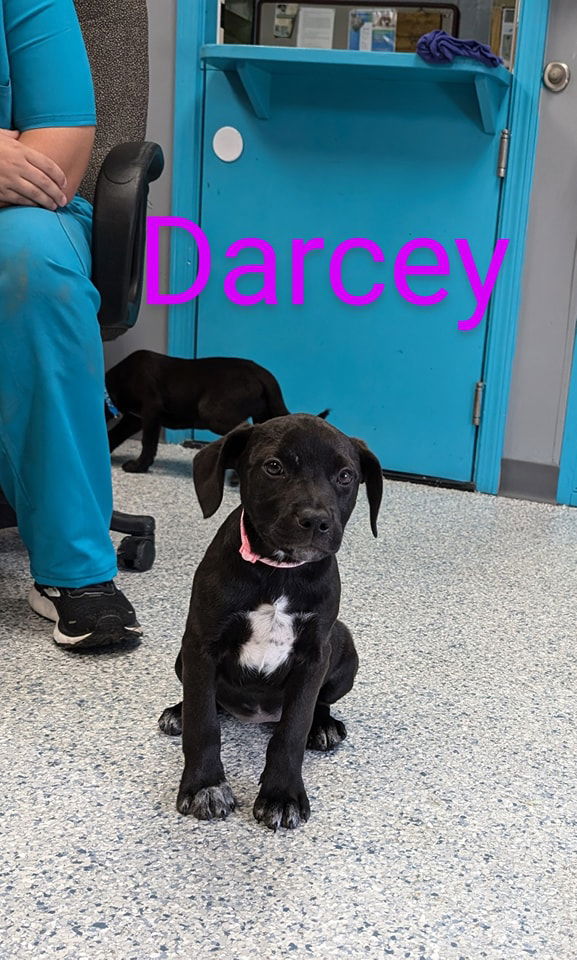 adoptable Dog in Livingston, LA named Darcey