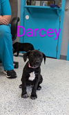 adoptable Dog in , LA named Darcey