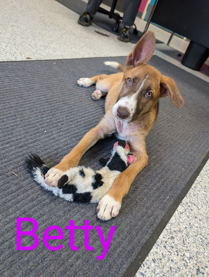 adoptable Dog in Livingston, LA named Betty