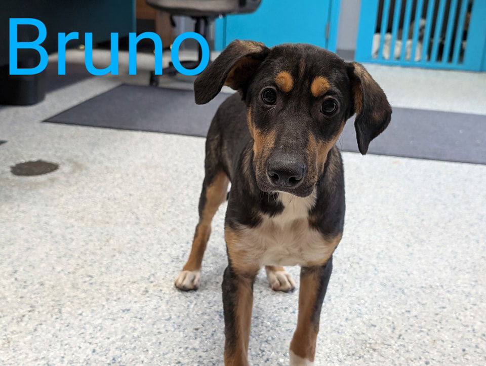 adoptable Dog in Livingston, LA named Bruno