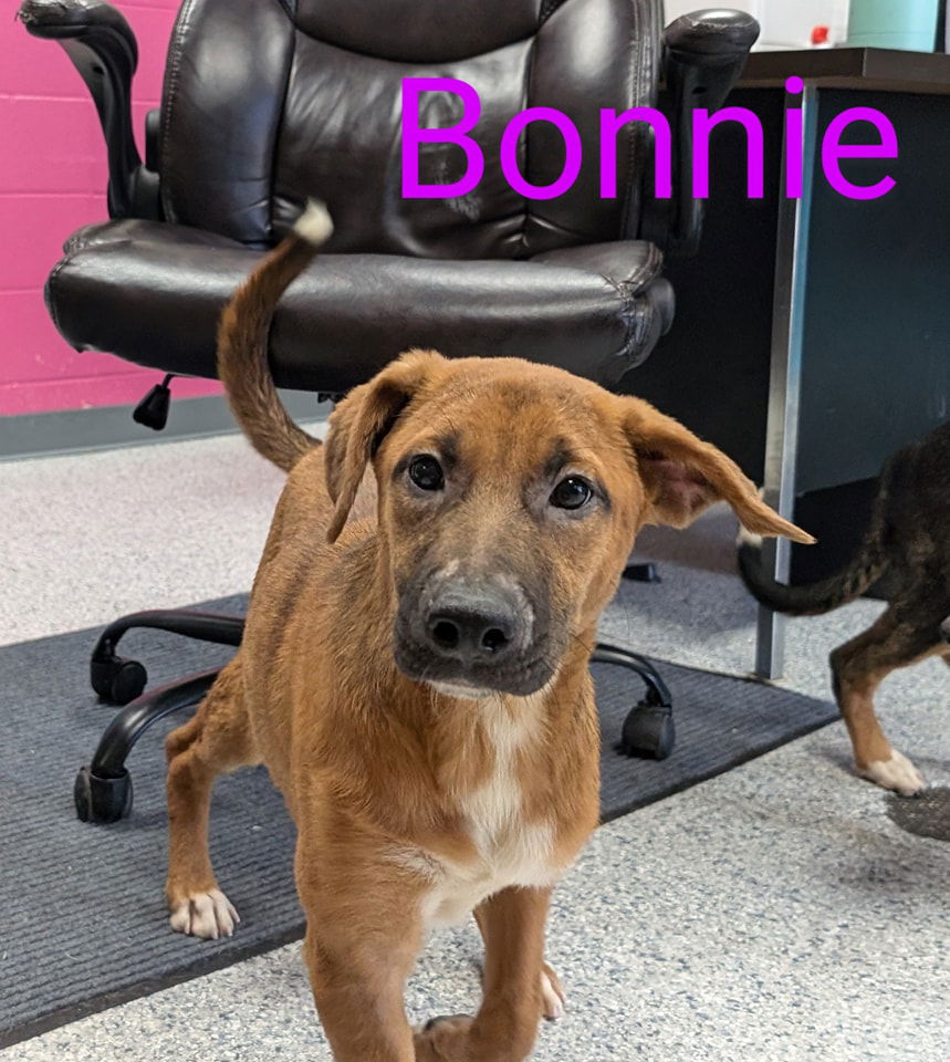 adoptable Dog in Livingston, LA named Bonnie