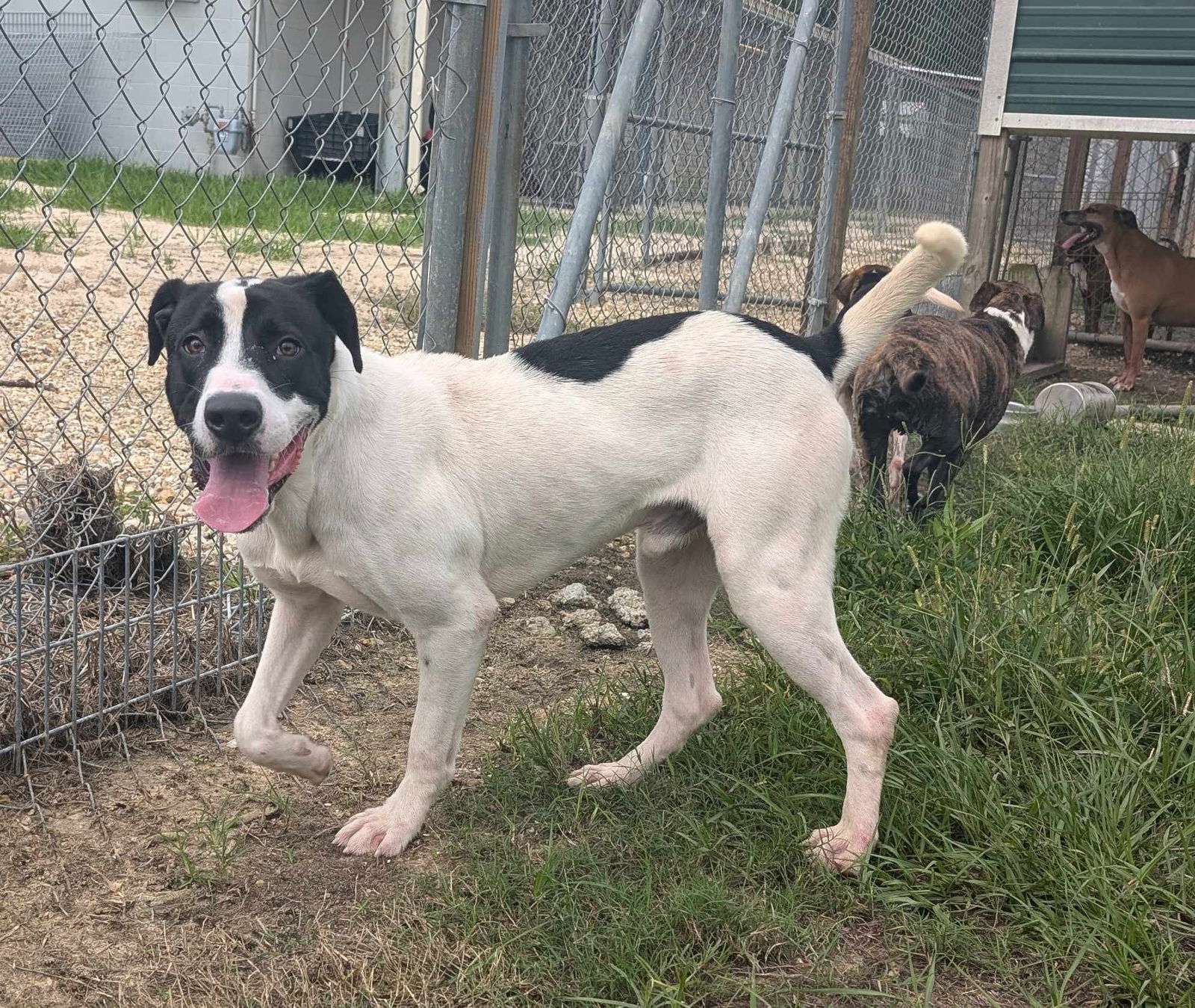 adoptable Dog in Livingston, LA named Cy