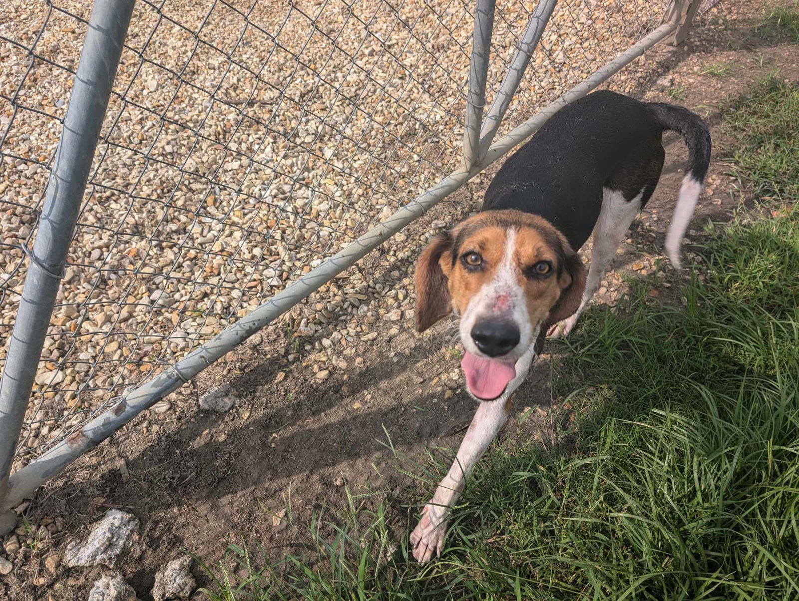 adoptable Dog in Livingston, LA named Bart