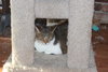Penny - Photo 2