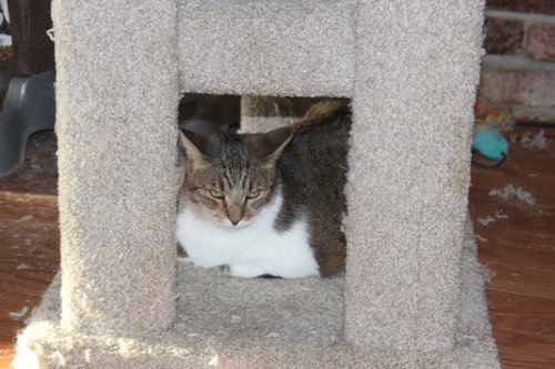 PENNY - Domestic Short Hair available for adoption