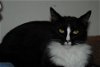 adoptable Cat in morgan hill, CA named J