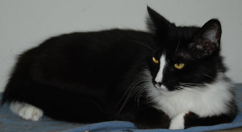 J'ONZZ - Domestic Medium Hair available for adoption
