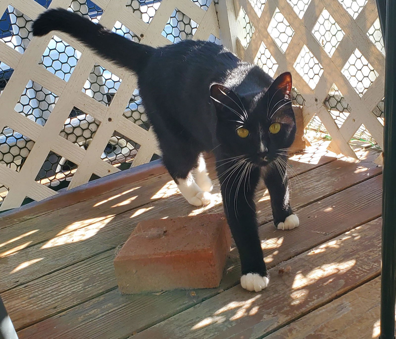 adoptable Cat in Morgan Hill, CA named Boots