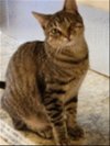 adoptable Cat in morgan hill, CA named Jill