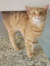adoptable Cat in  named Sunny
