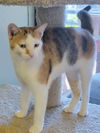 adoptable Cat in morgan hill, CA named Willow
