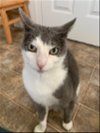 adoptable Cat in morgan hill, CA named Holly