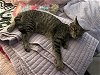 adoptable Cat in morgan hill, CA named Mango