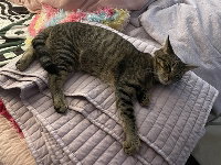 MANGO - Domestic Short Hair / Tabby available for adoption