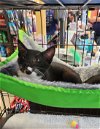 adoptable Cat in gilroy, CA named Higgs