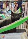 adoptable Cat in gilroy, CA named Boson