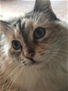 adoptable Cat in morgan hill, CA named Iris