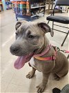 adoptable Dog in gilroy, CA named Megan