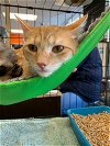 adoptable Cat in gilroy, CA named Peanut
