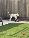 adoptable Dog in  named Luka