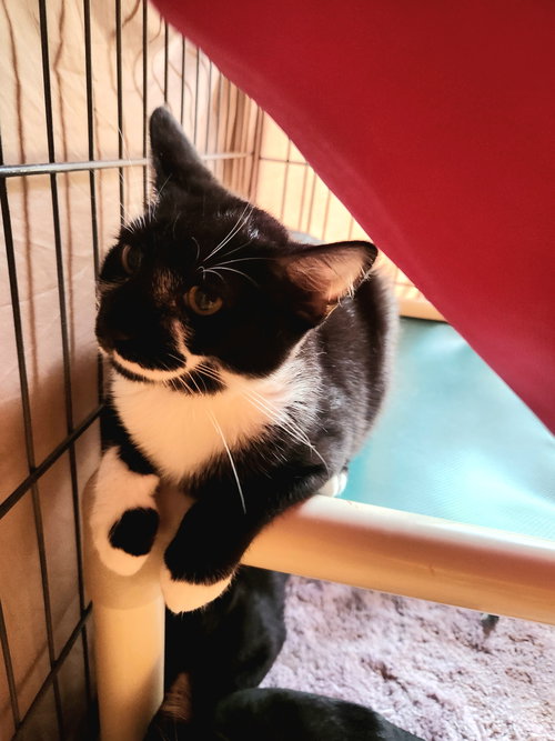 LEE - Domestic Short Hair available for adoption