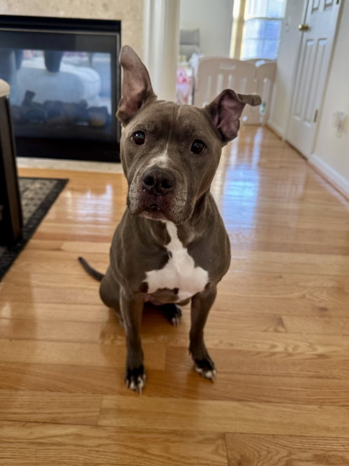 Faith, an adoptable American Pit Bull Terrier in Alexandria, VA