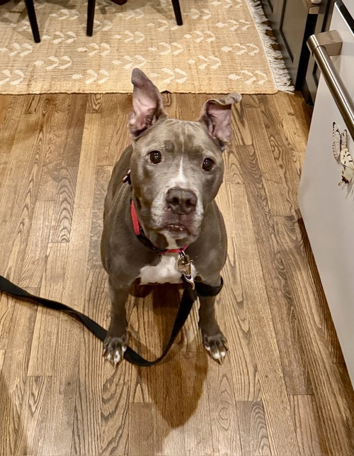 picture of the dog needing adoption