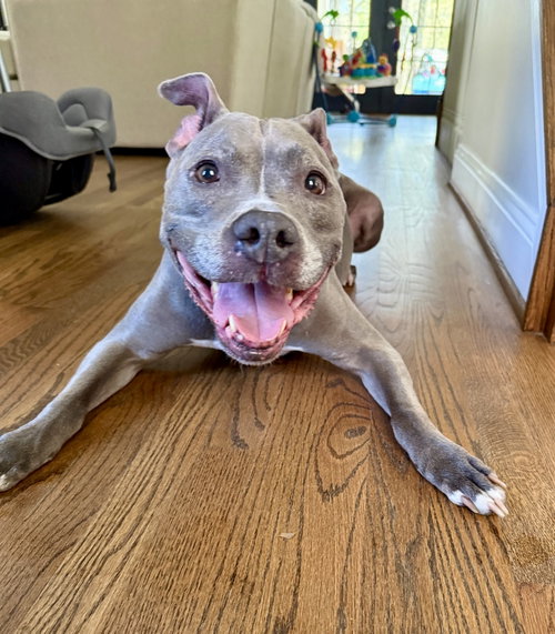 Faith, an adoptable American Pit Bull Terrier in Alexandria, VA