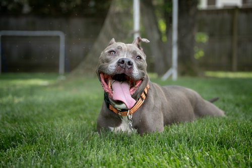 Faith, an adoptable American Pit Bull Terrier in Alexandria, VA