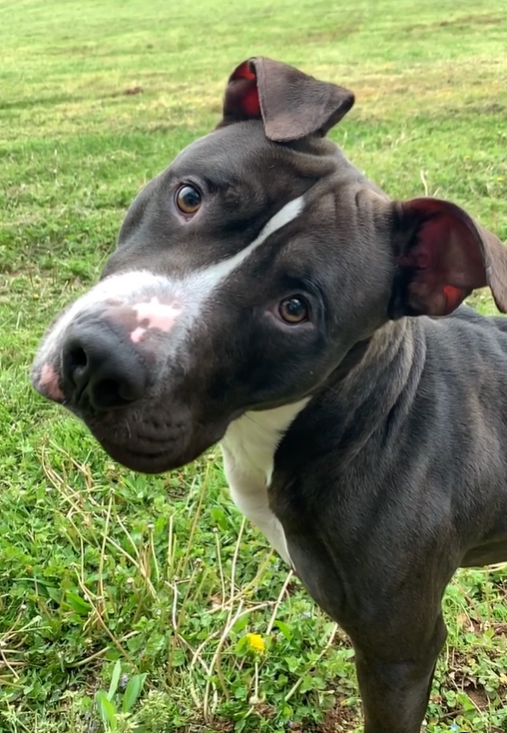 Dog for Adoption - Bentley, a Pit Bull Terrier in Morgantown, WV ...