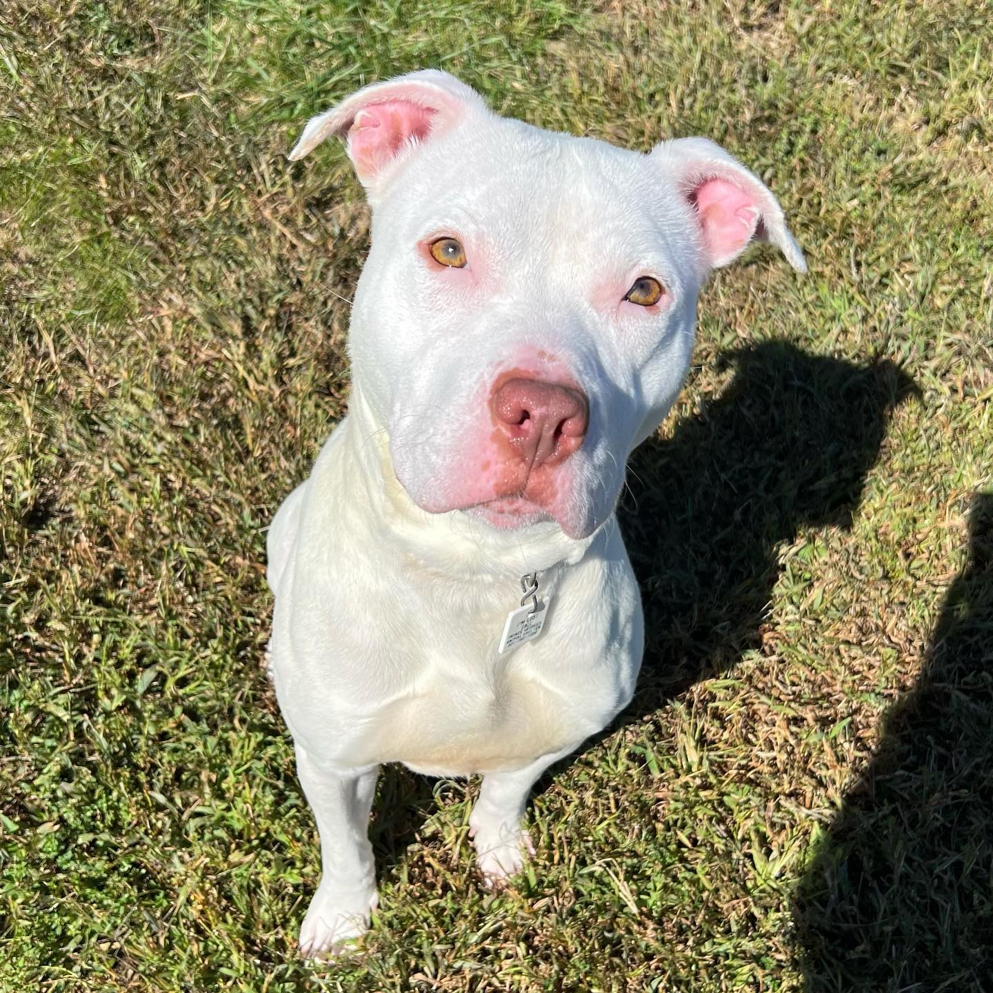 Dog for Adoption - Kona, a American Pit Bull Terrier in Westmoreland ...