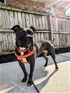 adoptable Dog in alexandria, VA named Mamacita