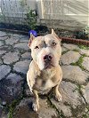 adoptable Dog in alexandria, VA named Ashton