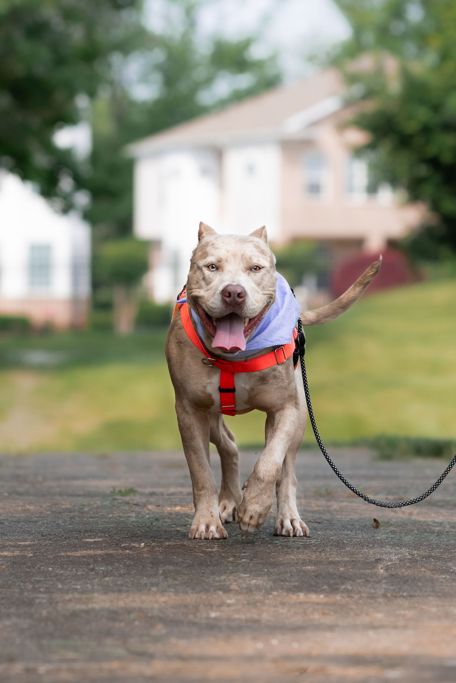 adoptable Dog in Alexandria, VA named Ashton