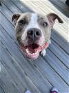 adoptable Dog in alexandria, VA named Bea