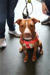 adoptable Dog in alexandria, VA named Benedict