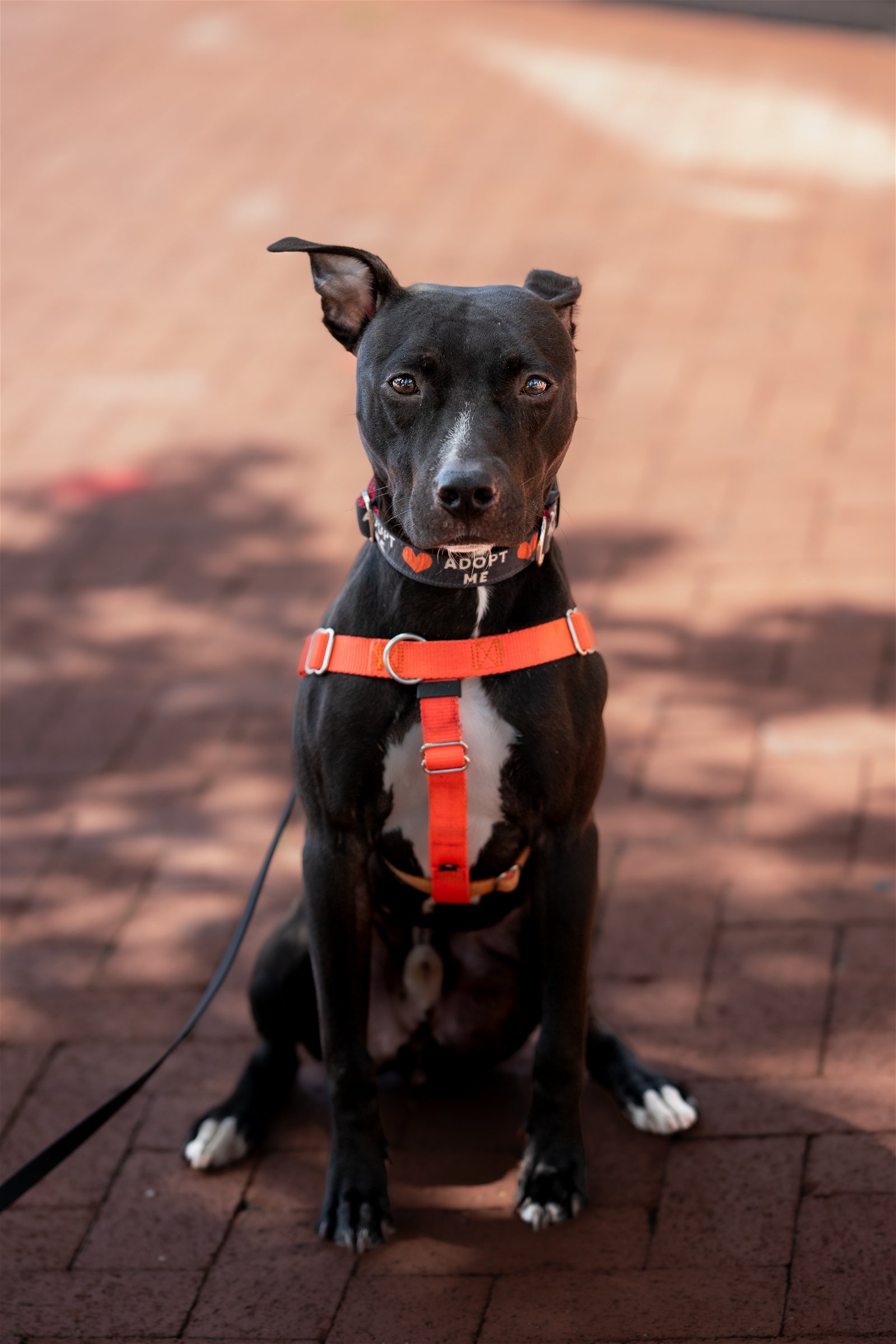 adoptable Dog in Alexandria, VA named Lex