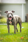 adoptable Dog in  named Clover